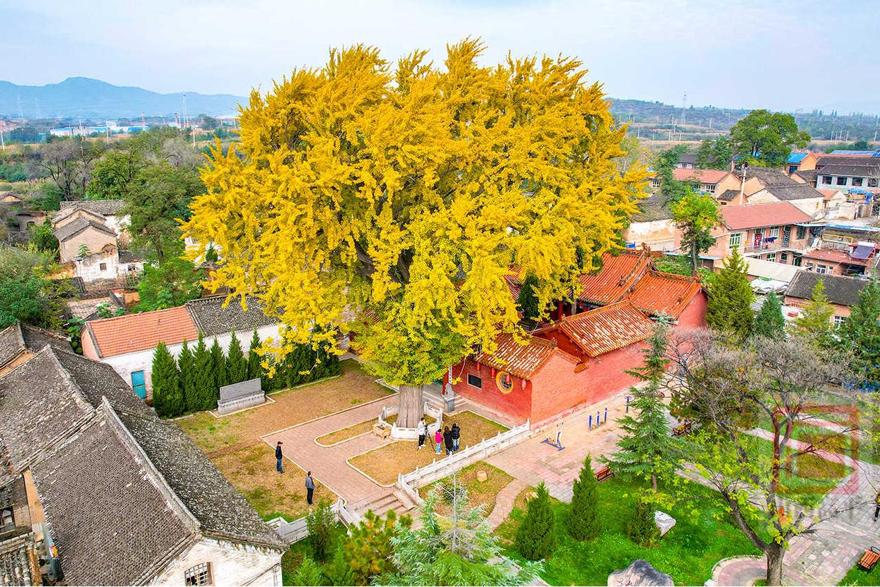 三甲鎮：千年銀杏“披金”醉游人